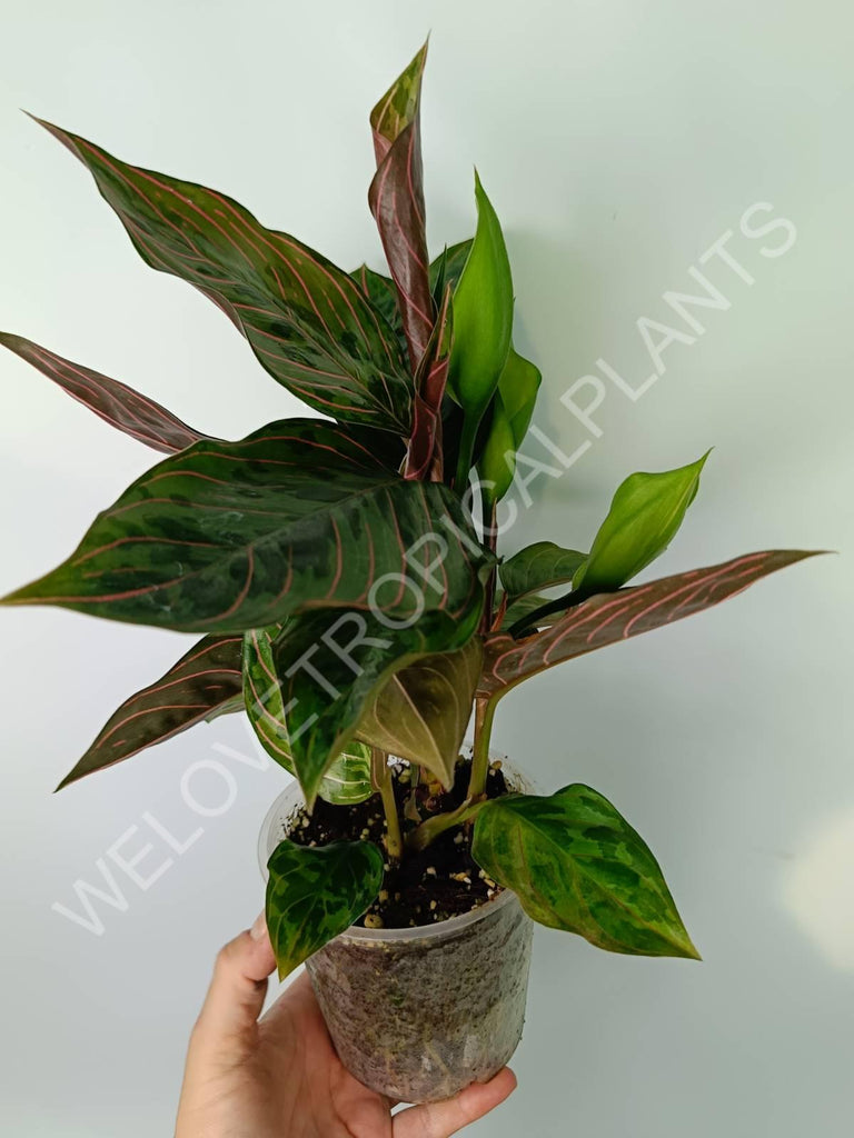 Aglaonema red army