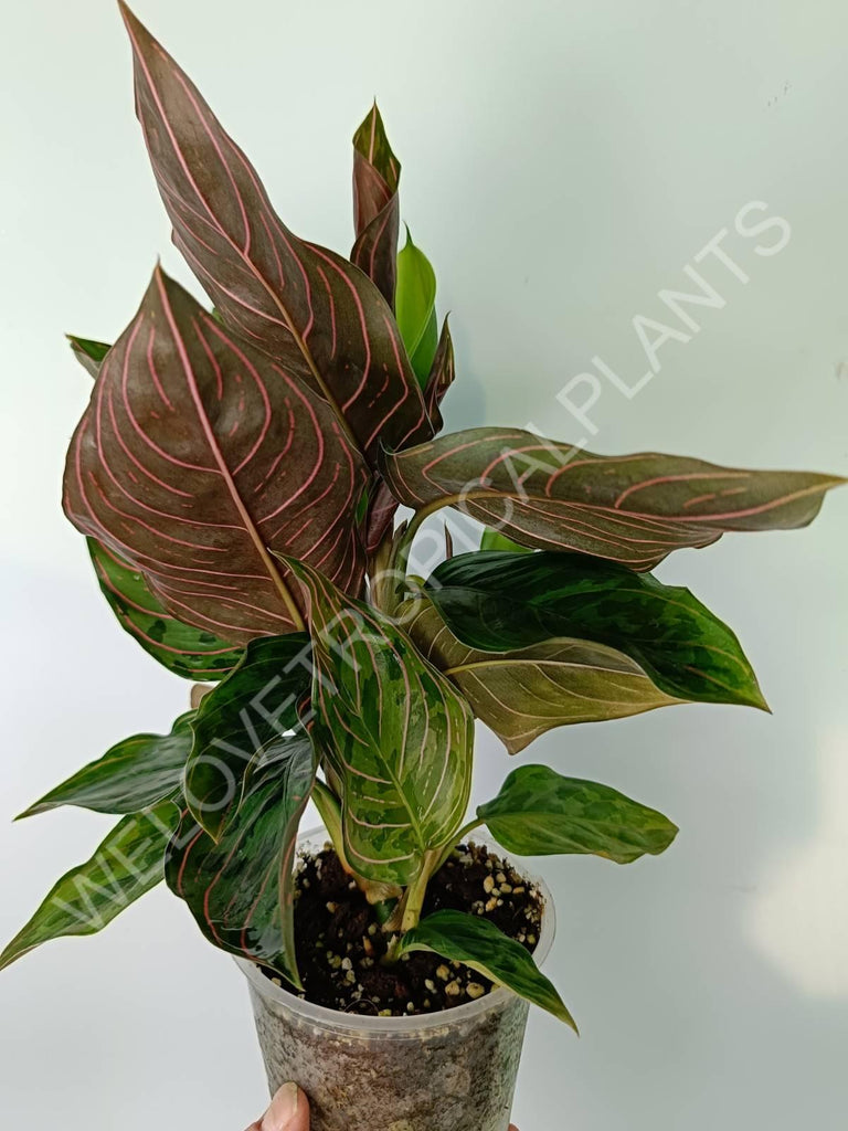 Aglaonema red army