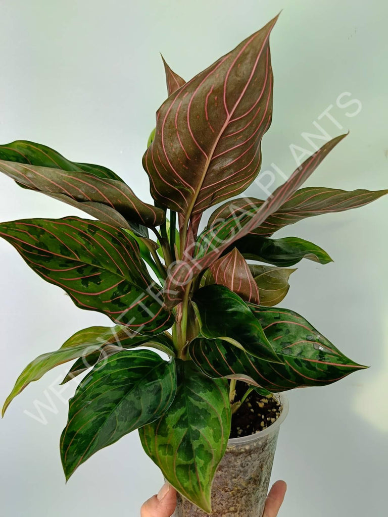 Aglaonema red army