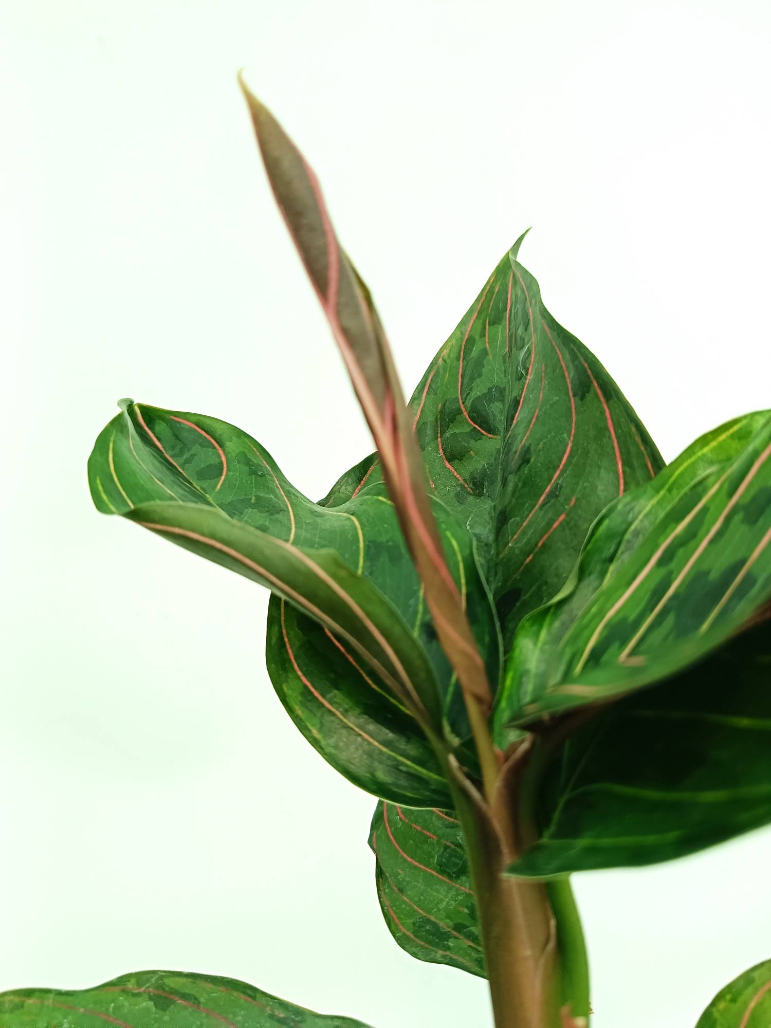 aglaonema army Aglaonema red army