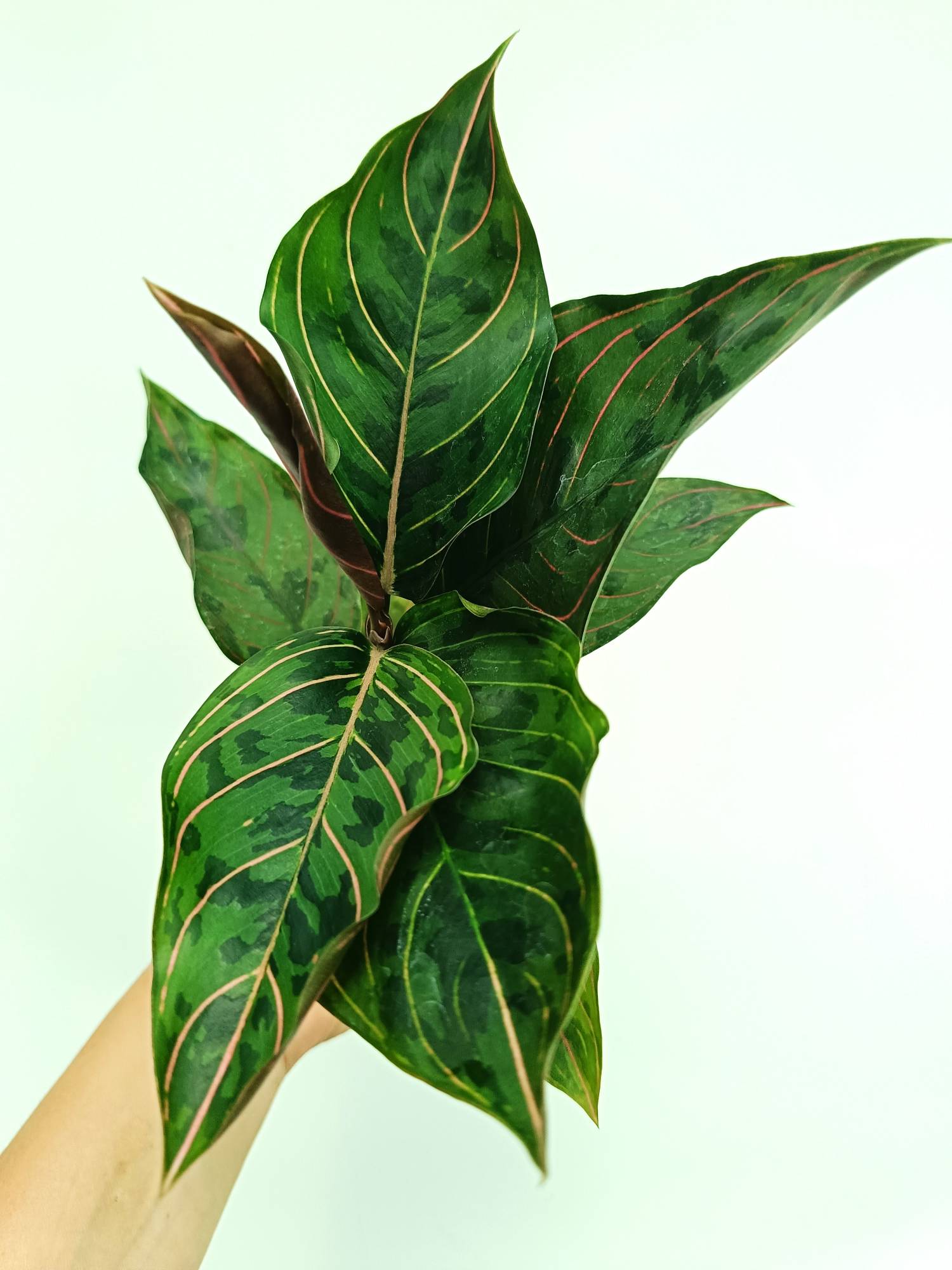 aglaonema hughes Aglaonema red army