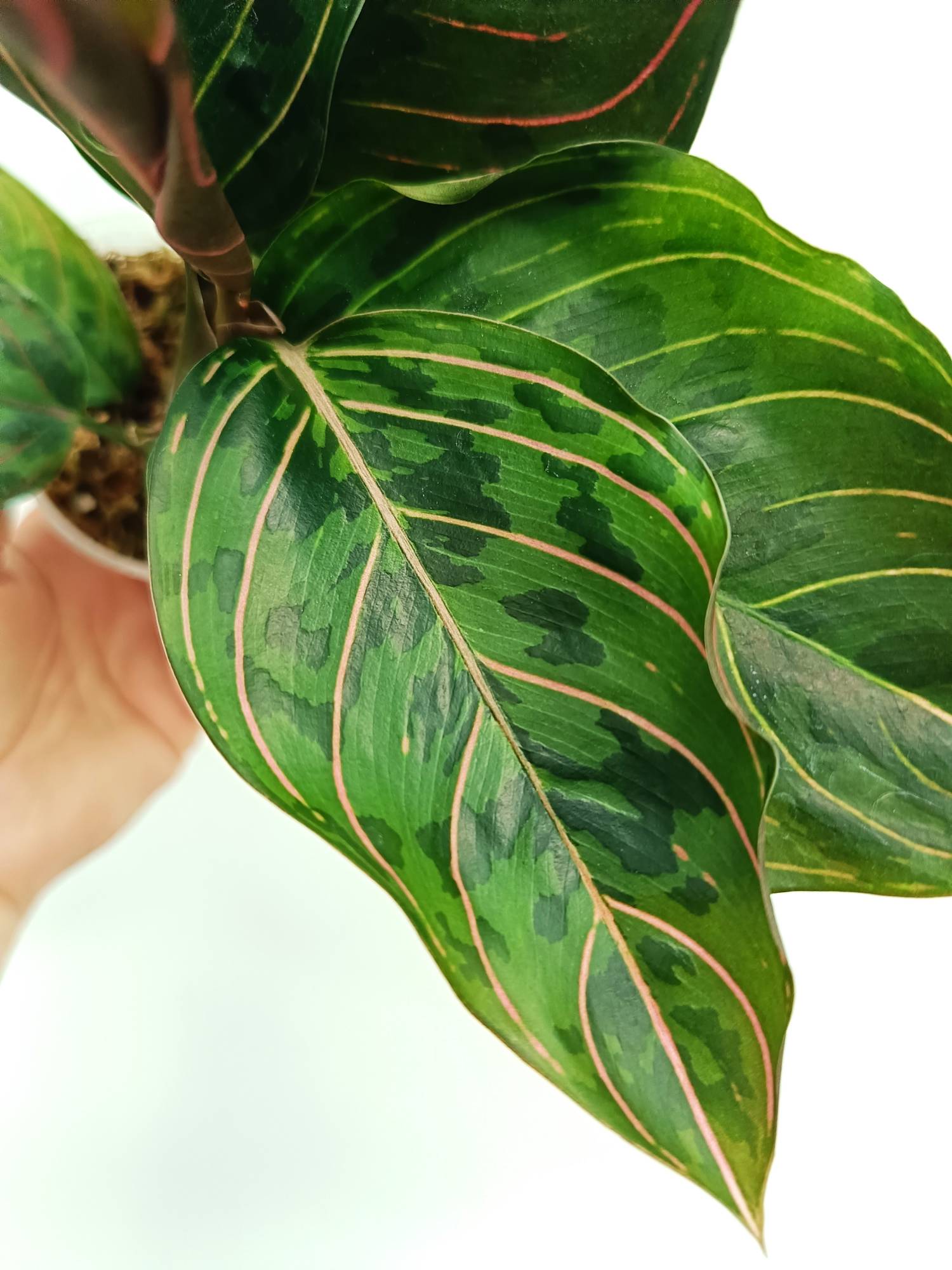 aglaonema green army Aglaonema red army