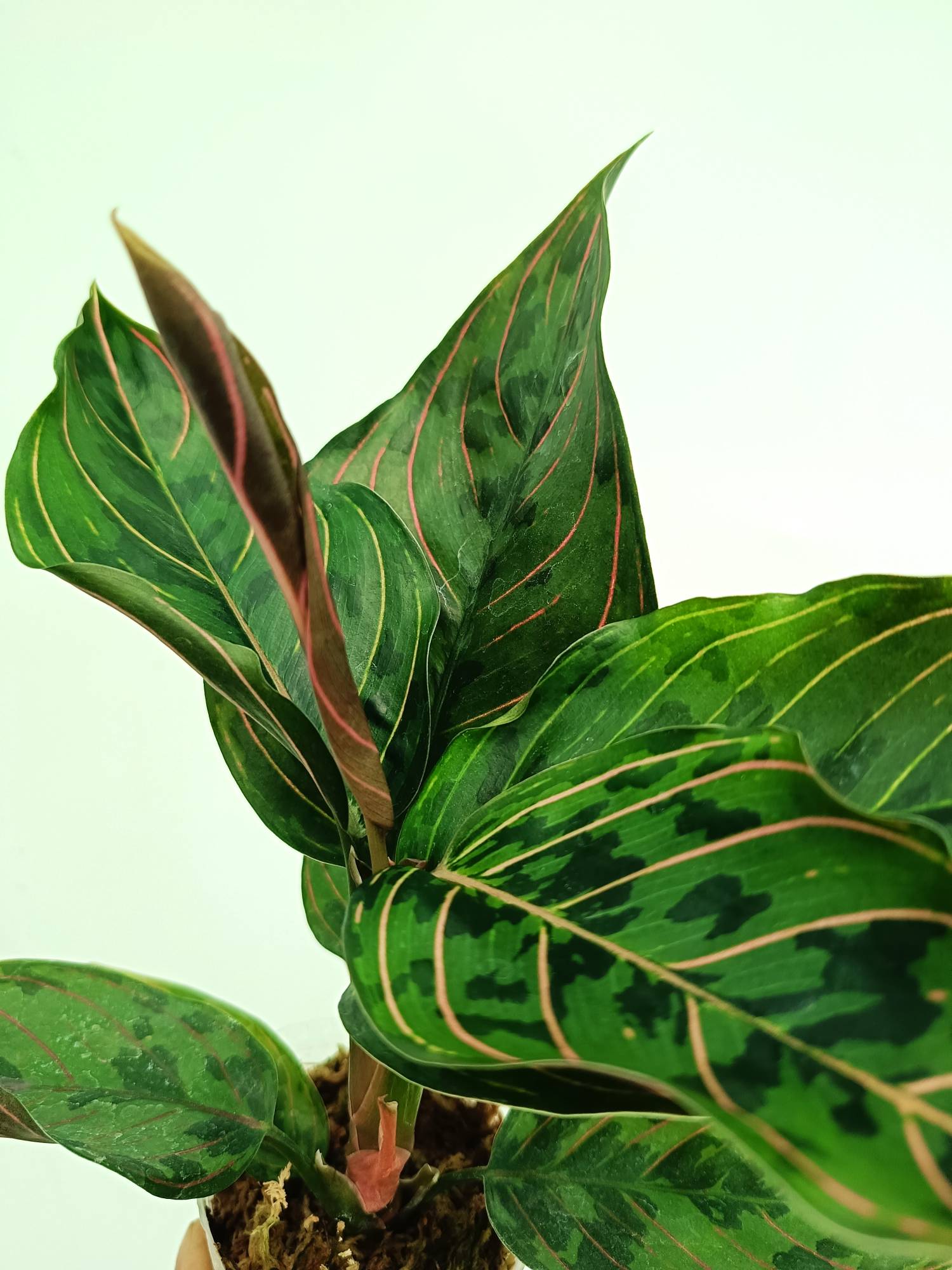 aglaonema pink army Aglaonema red army