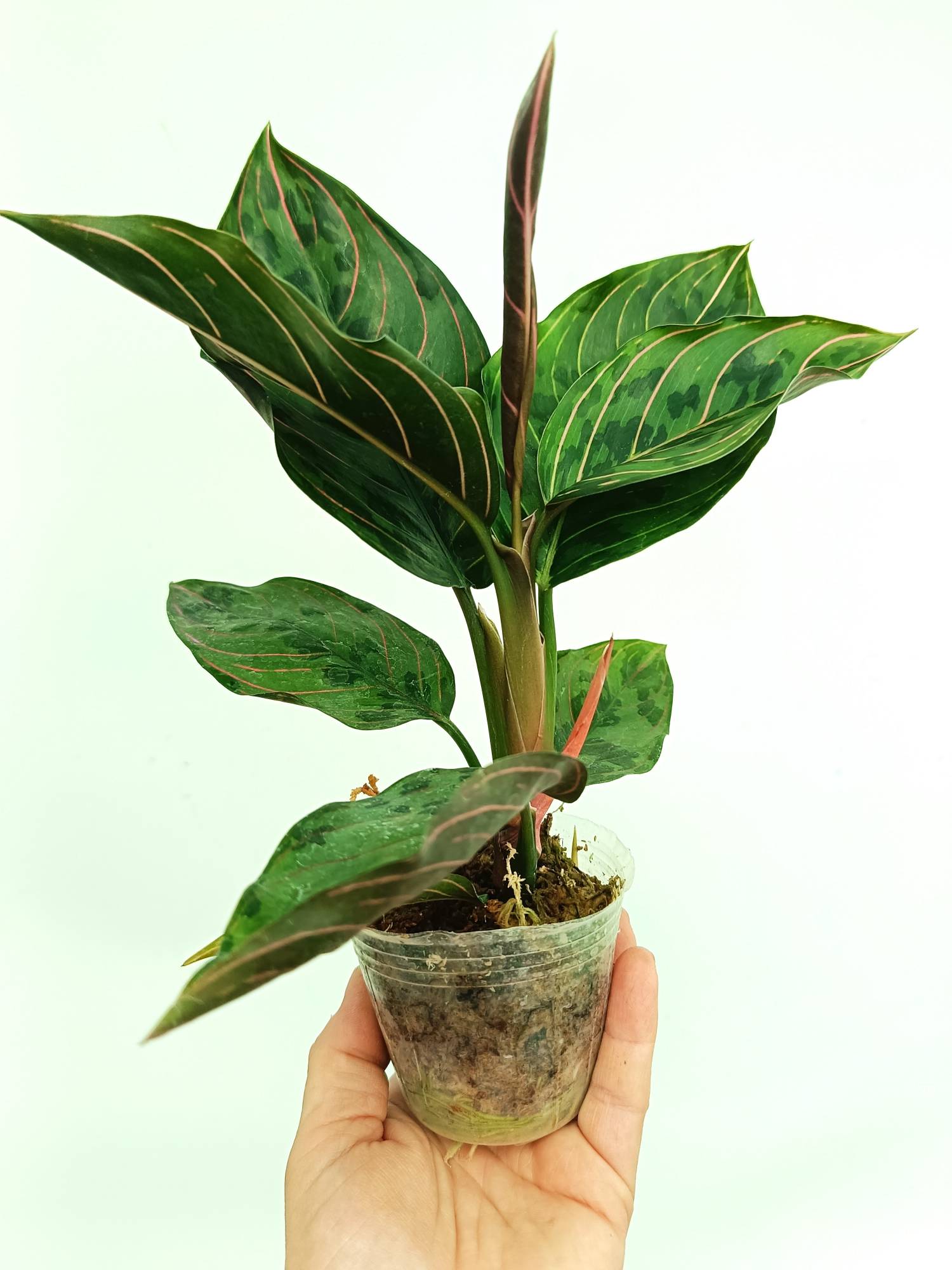 aglaonema pink army Aglaonema red army