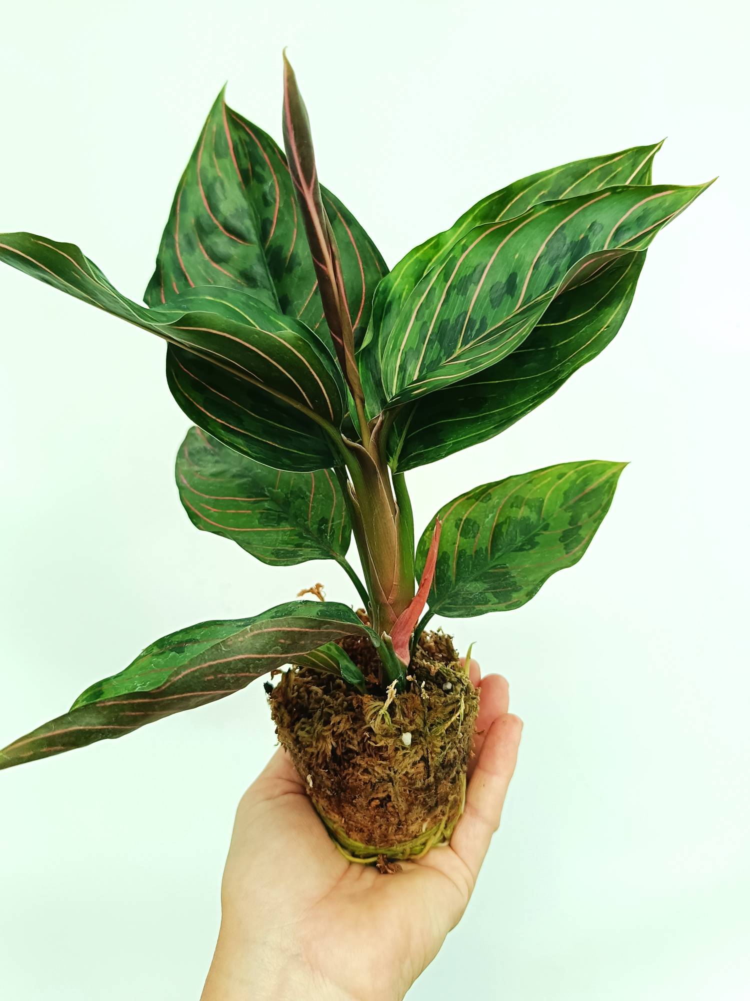 aglaonema red army care Aglaonema red army