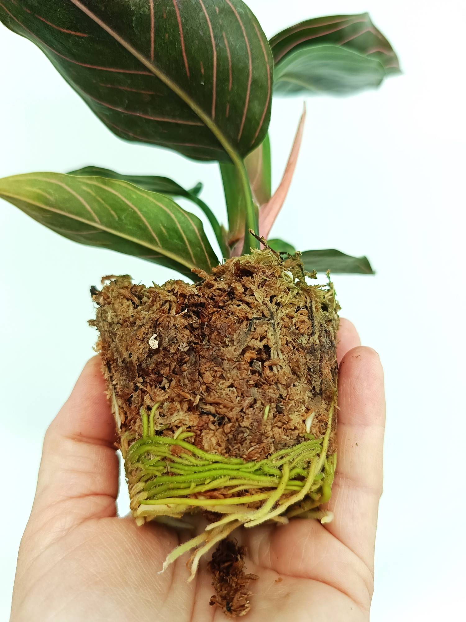 aglaonema red vein Aglaonema red army