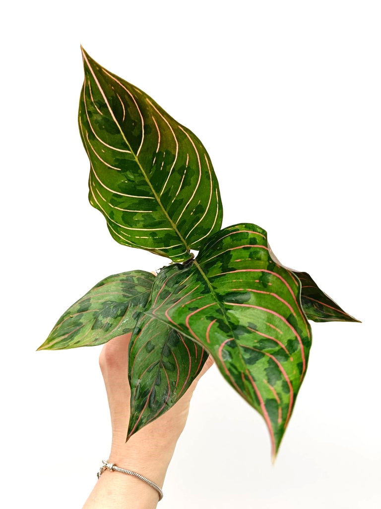 Aglaonema red army 