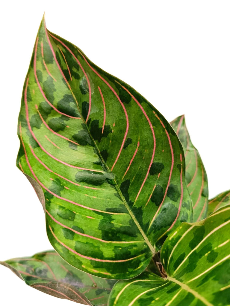 Aglaonema red army 