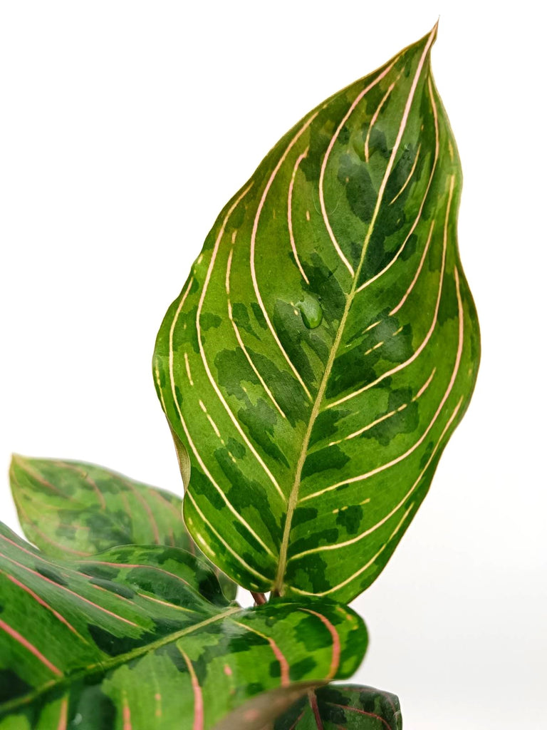 Aglaonema red army 