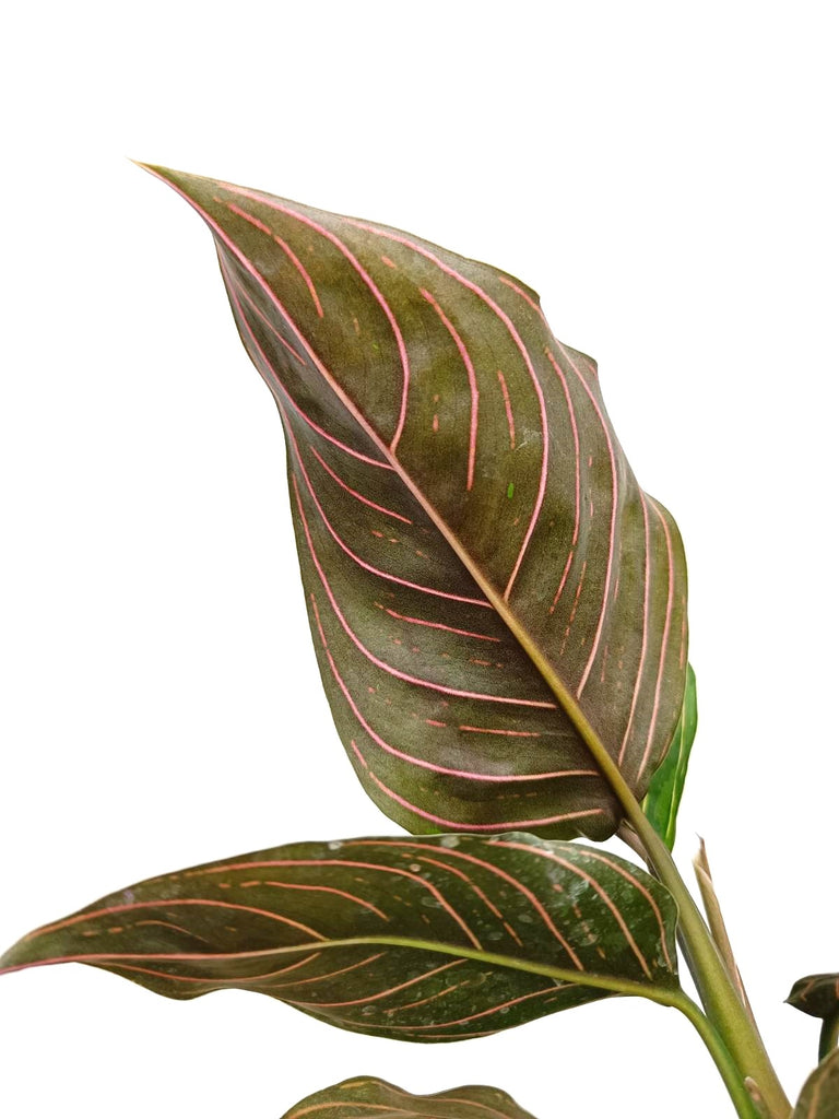 Aglaonema red army 