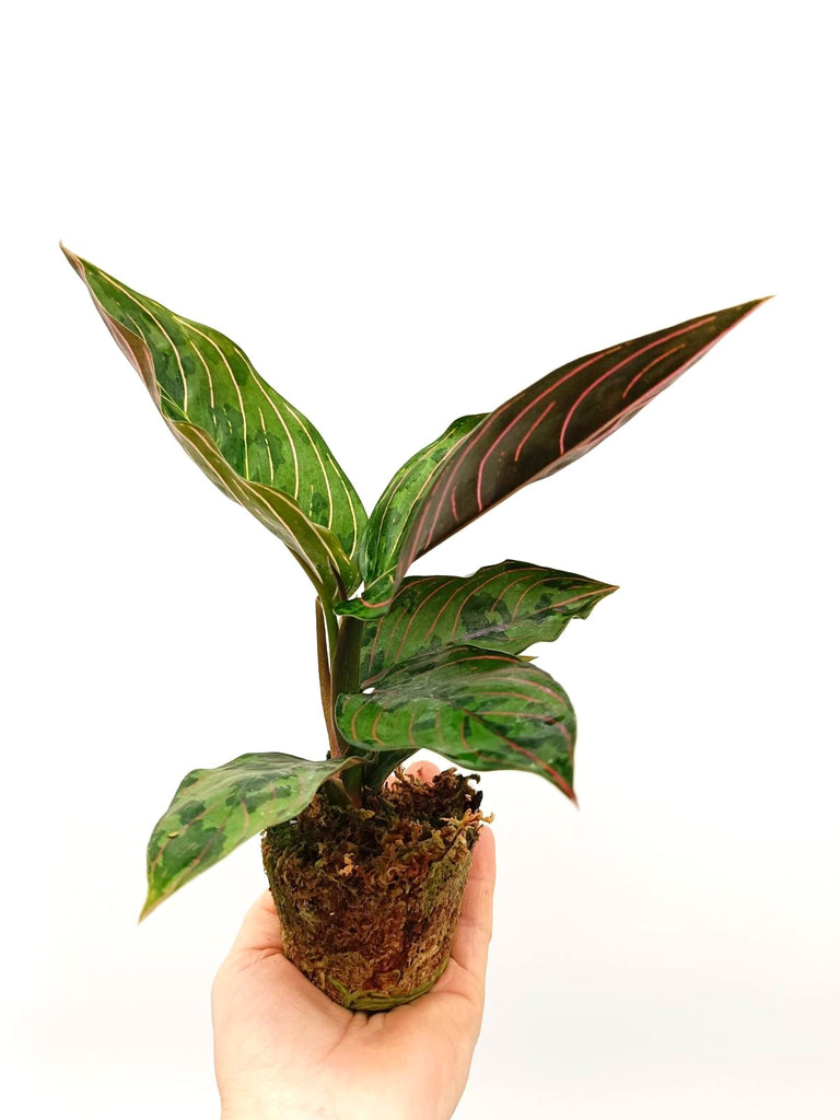 Aglaonema red army 