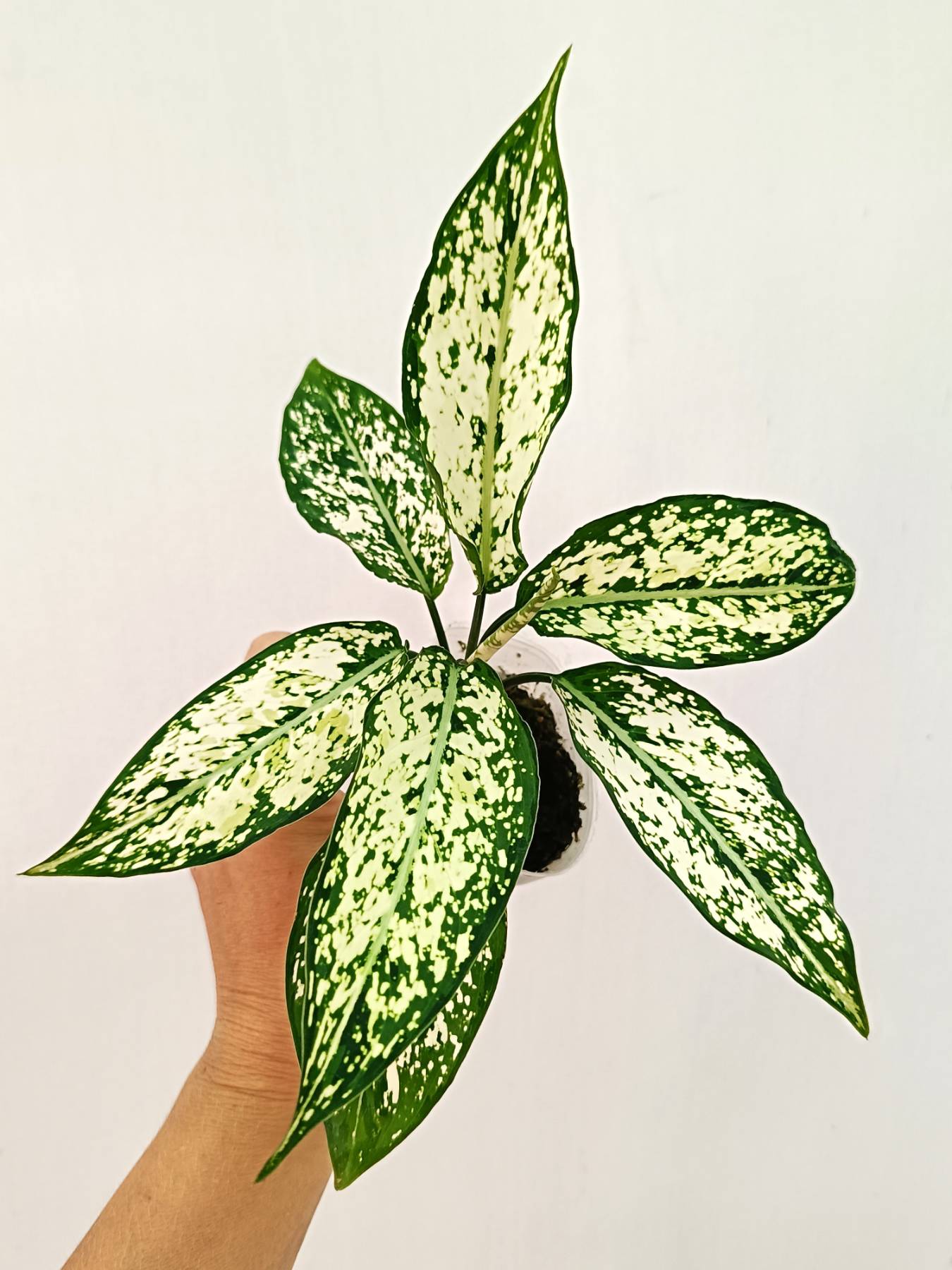 Aglaonema &#39;Snow White&#39;