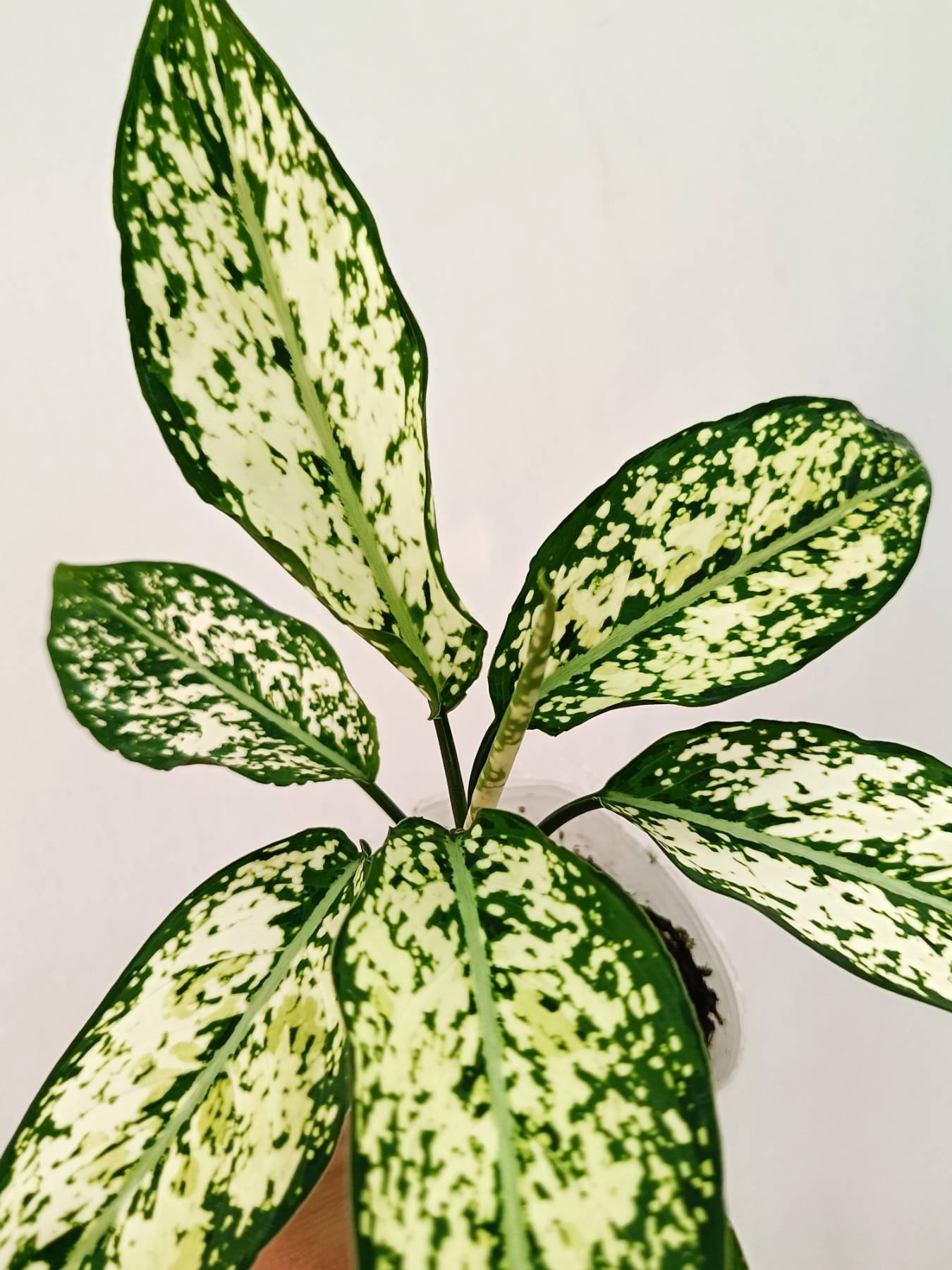 Aglaonema &#39;Snow White&#39;