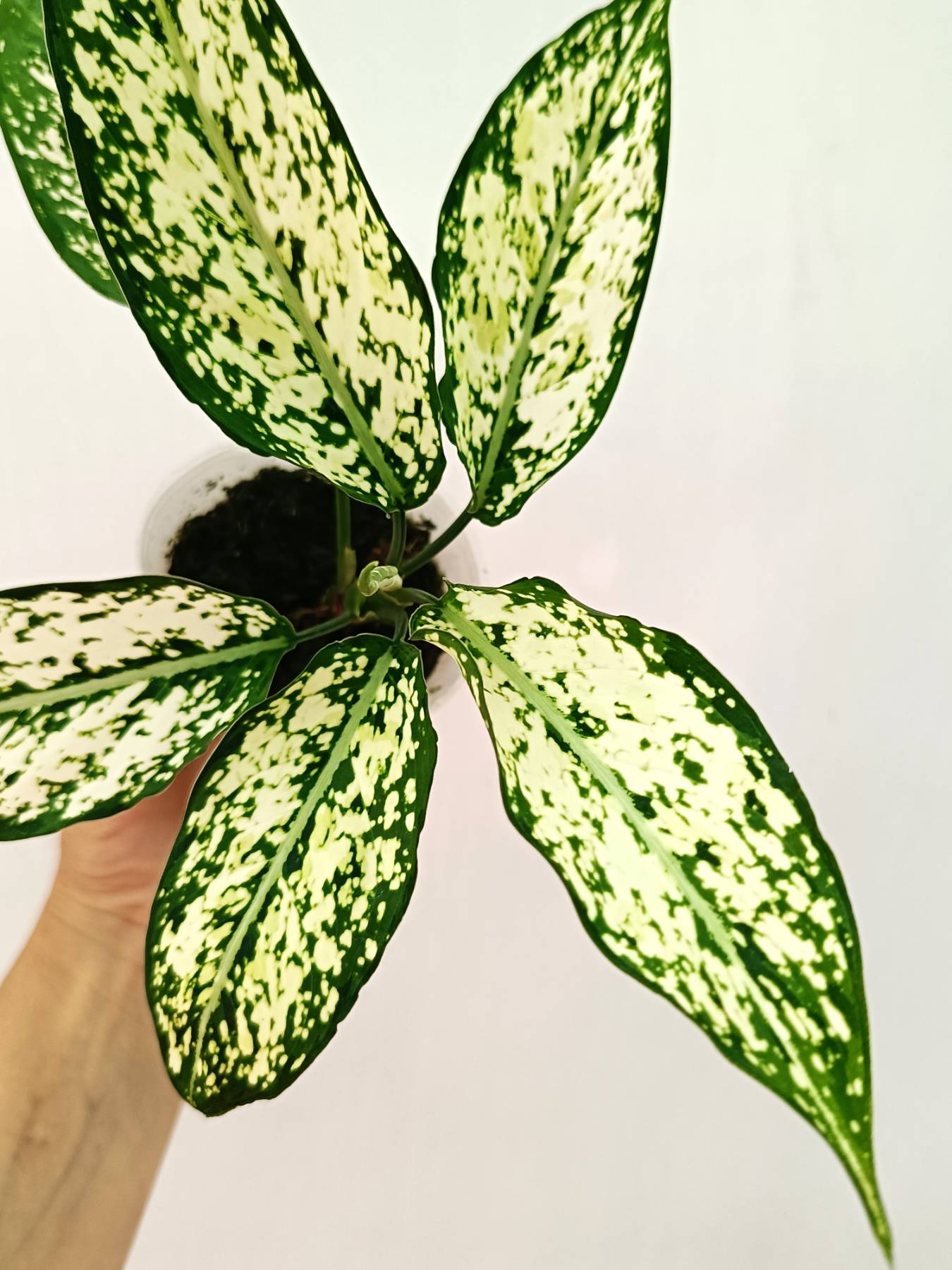 Aglaonema 'Snow White'