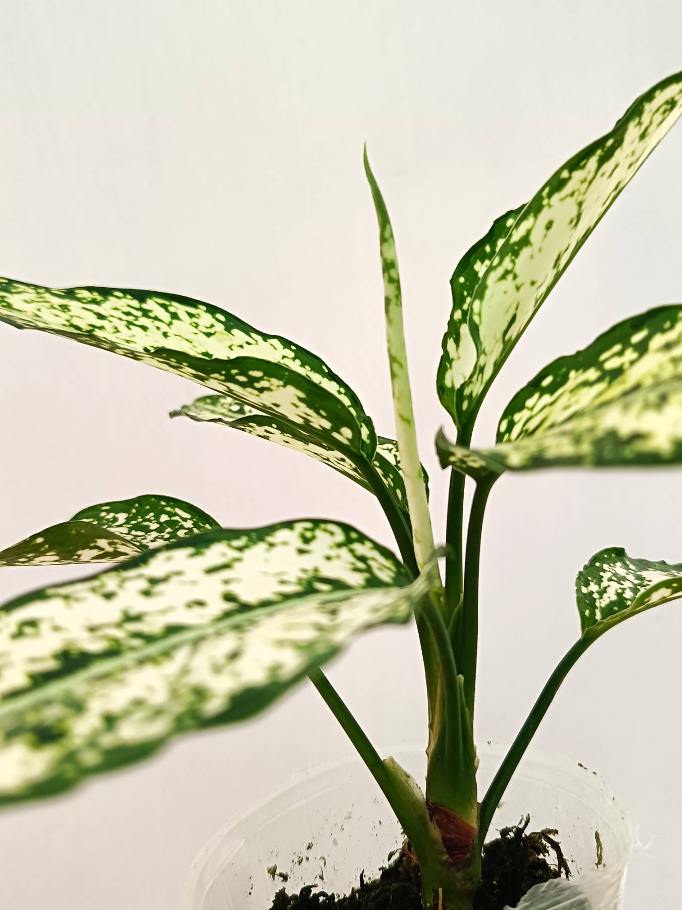 Aglaonema 'Snow White'