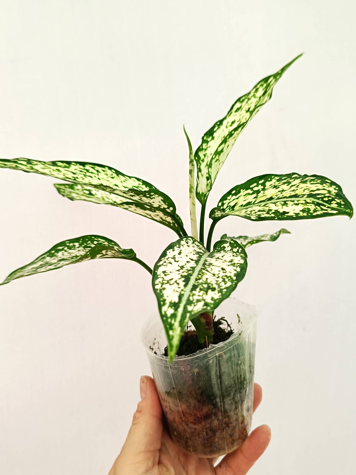 Aglaonema 'Snow White'