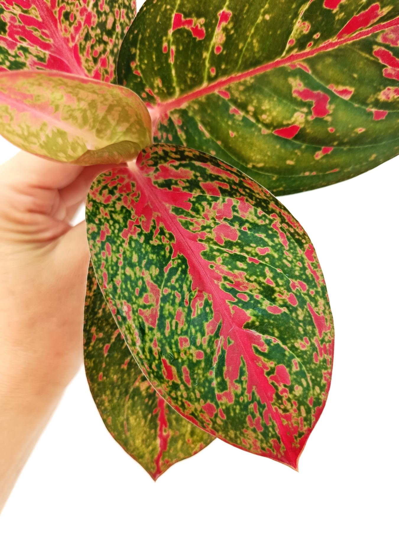 aglaonema flamingo Aglaonema Anyamanee 'Phoenix'