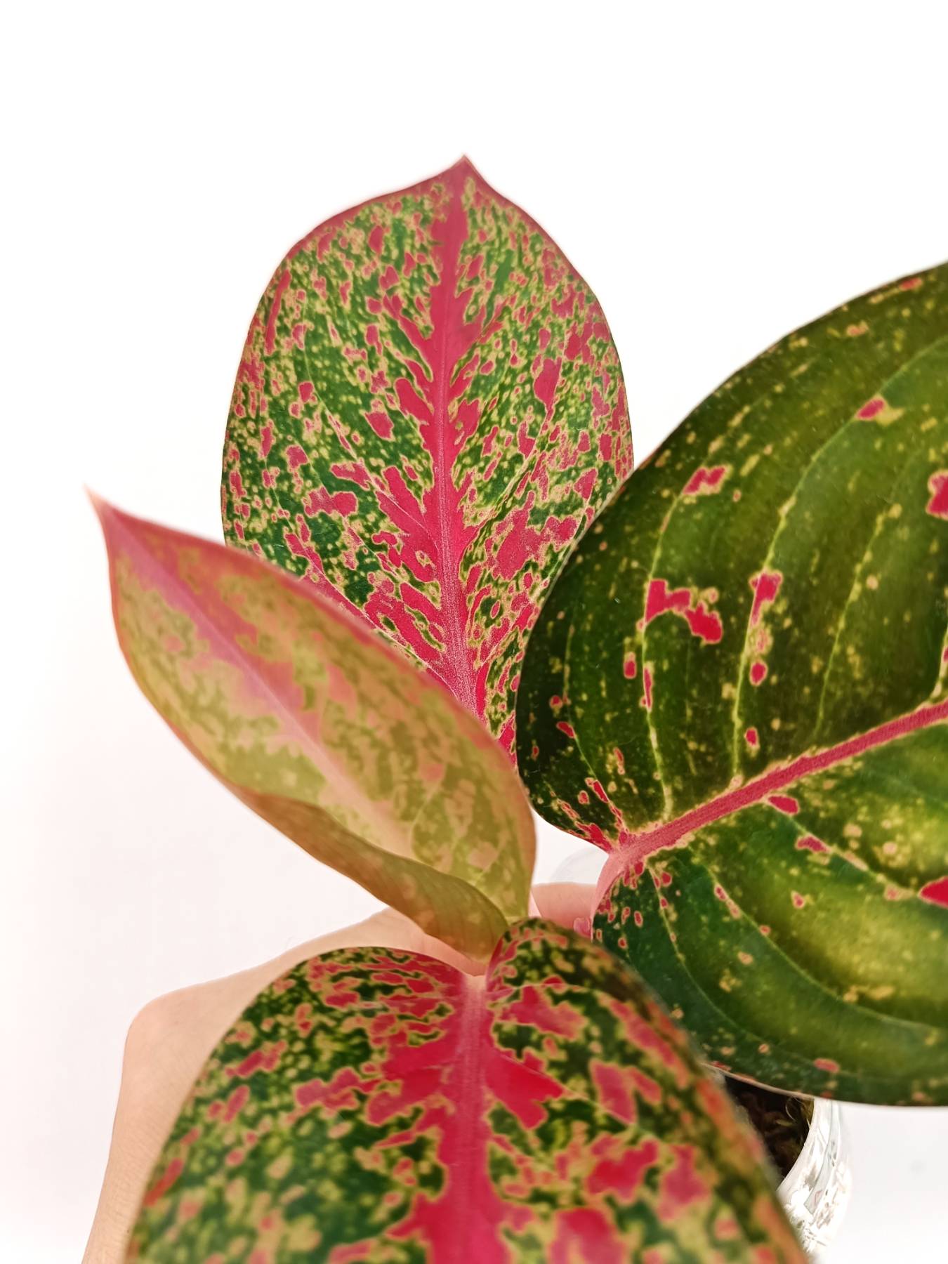aglaonema pink beauty plant Aglaonema Anyamanee 'Phoenix'