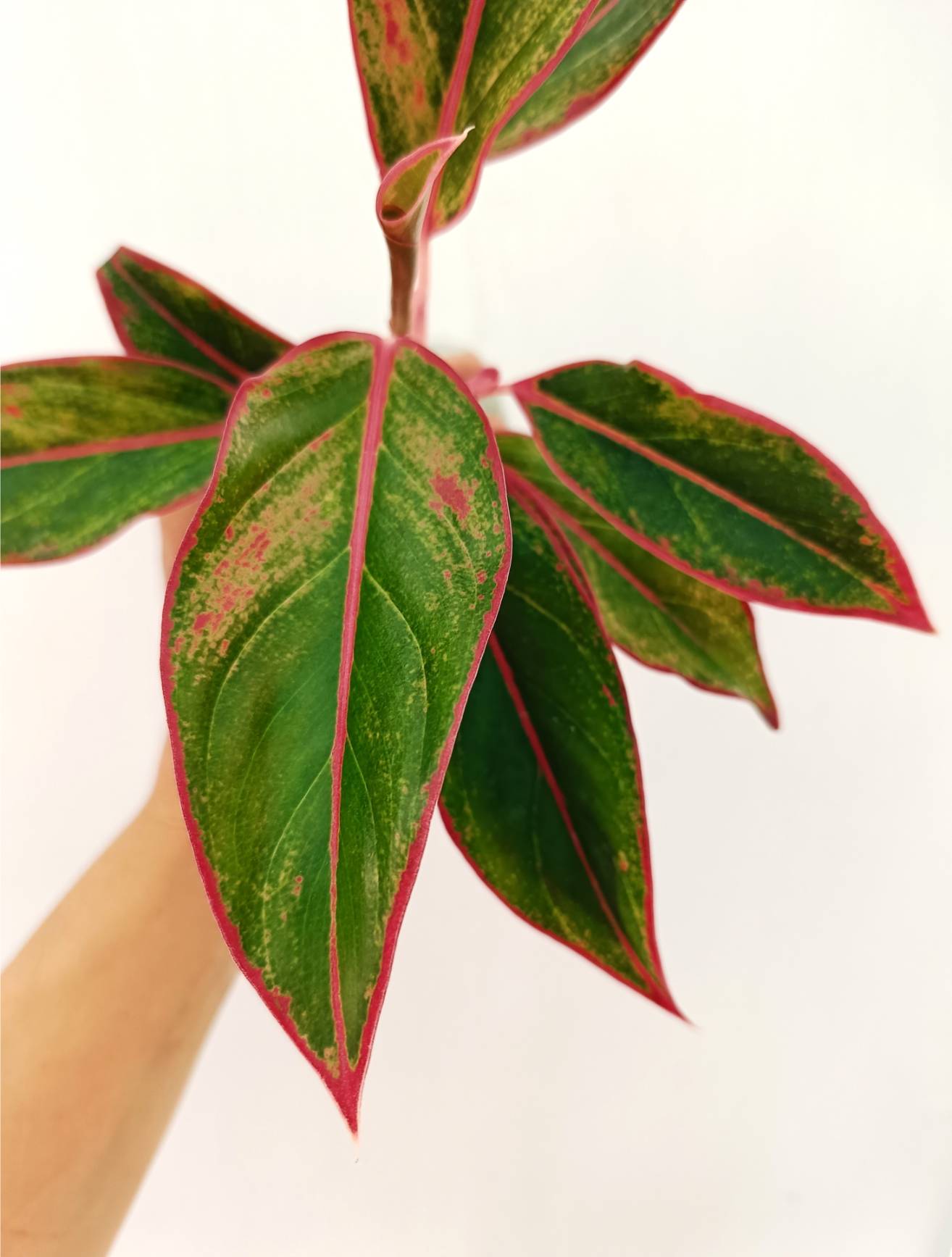 siam aurora red aglaonema plant Aglaonema 'Siam Aurora'