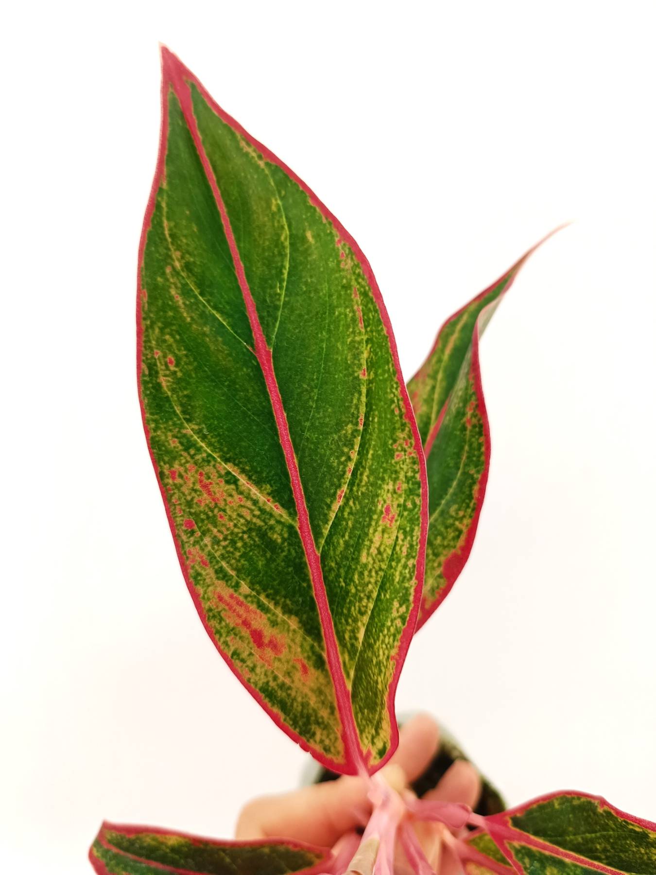 aglaonema 'siam aurora Aglaonema 'Siam Aurora'