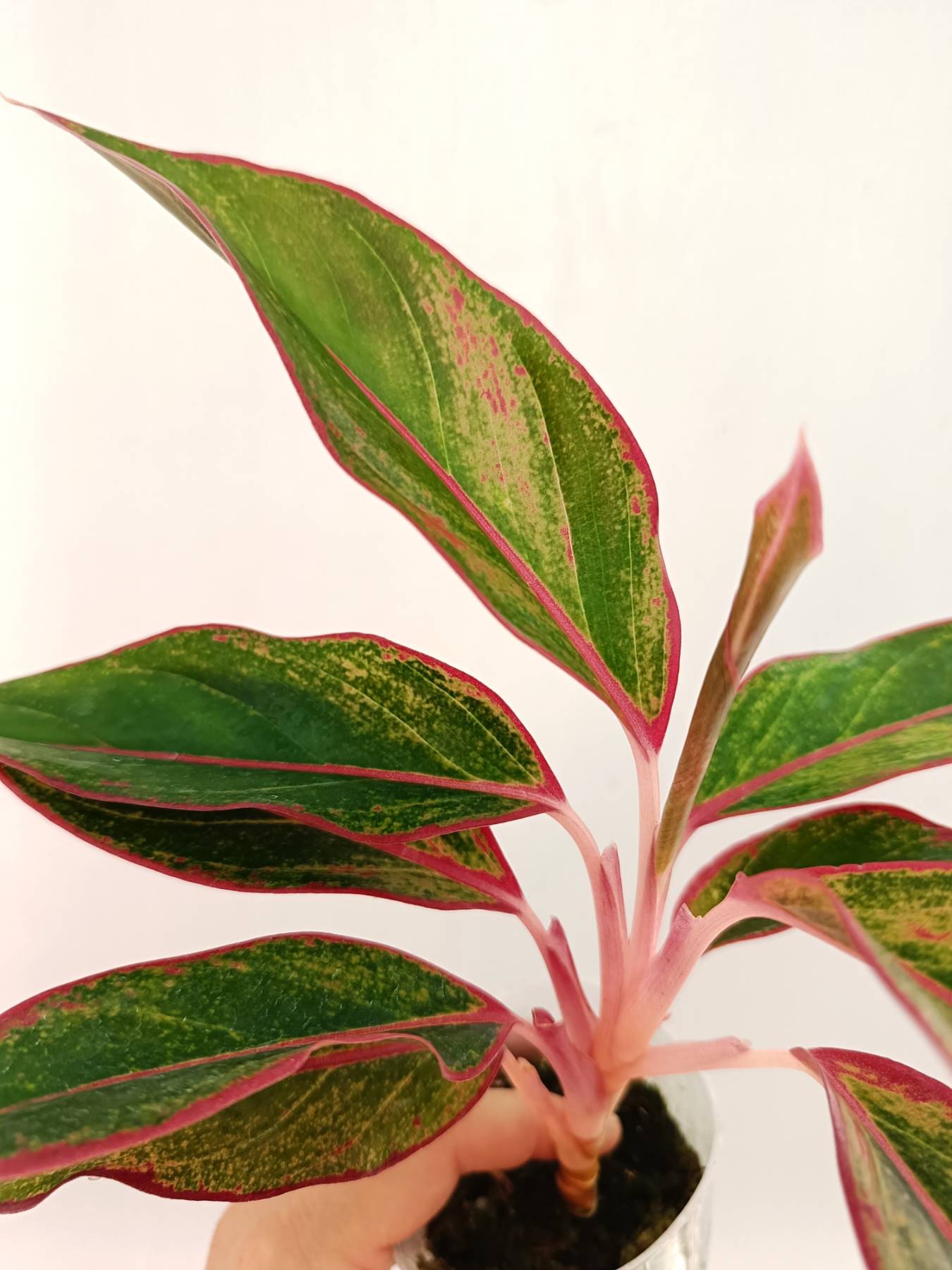 Aglaonema 'Siam Aurora' | Welovetropicalplants