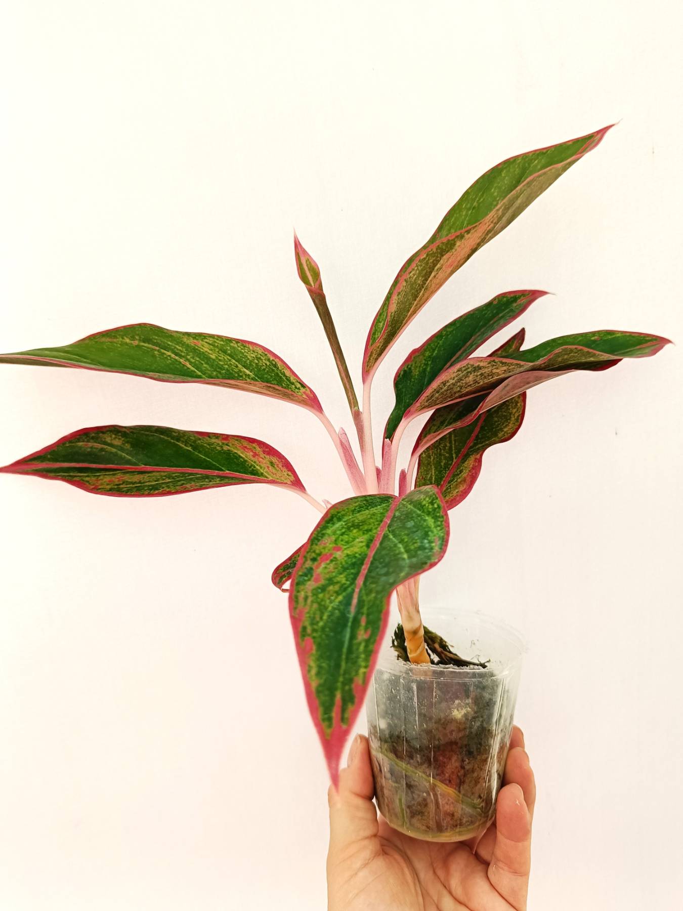 Aglaonema 'Siam Aurora'