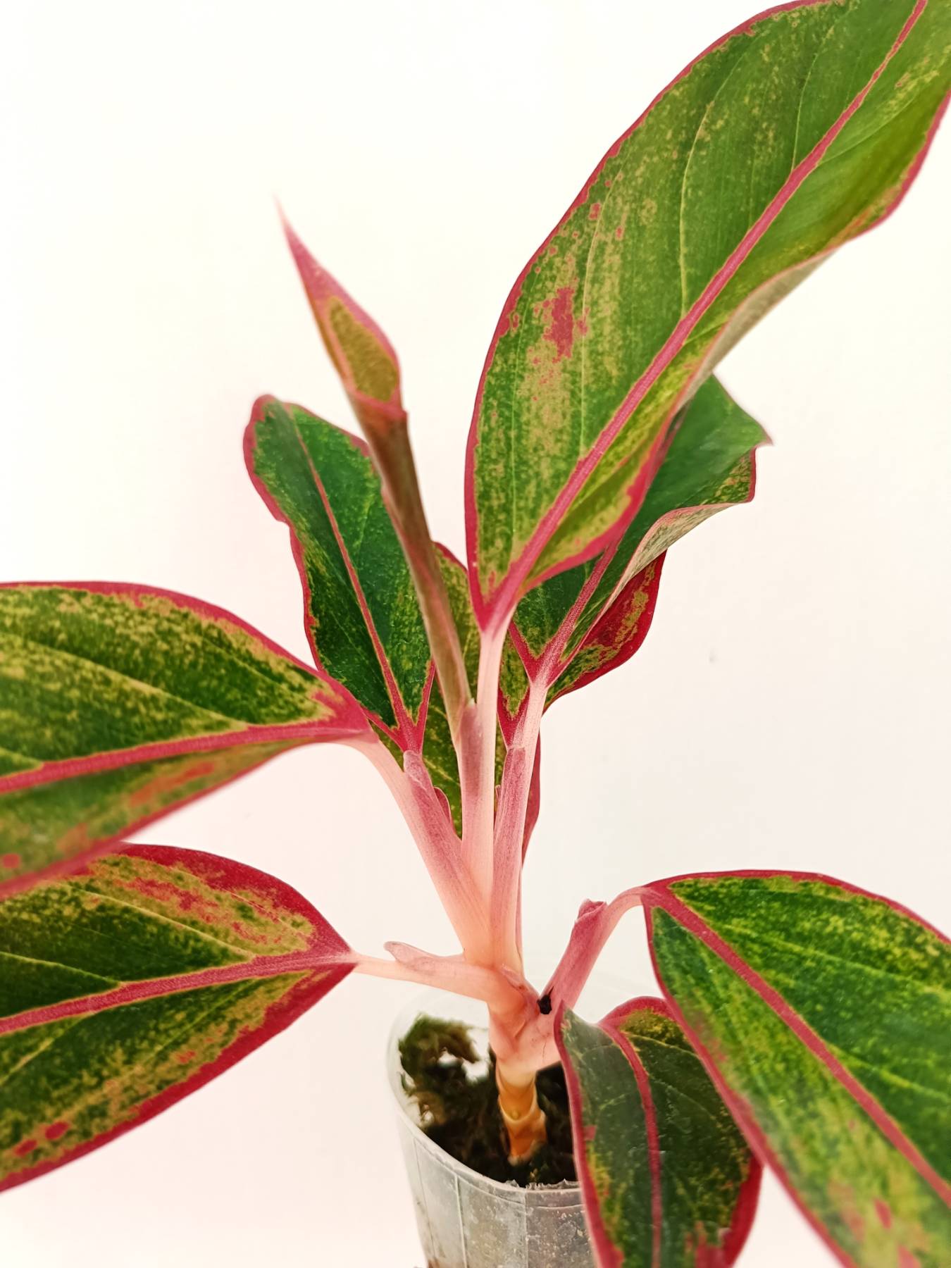 aglaonema siam aurora wikipedia Aglaonema 'Siam Aurora'