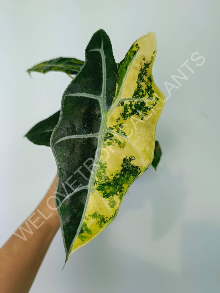 Alocasia amazonica variegata