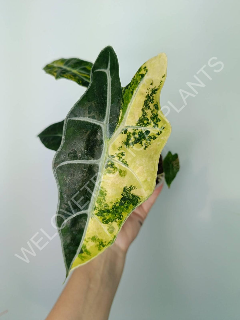 Alocasia amazonica variegata