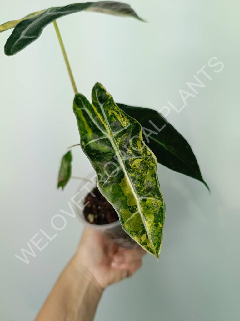 Alocasia amazonica variegata