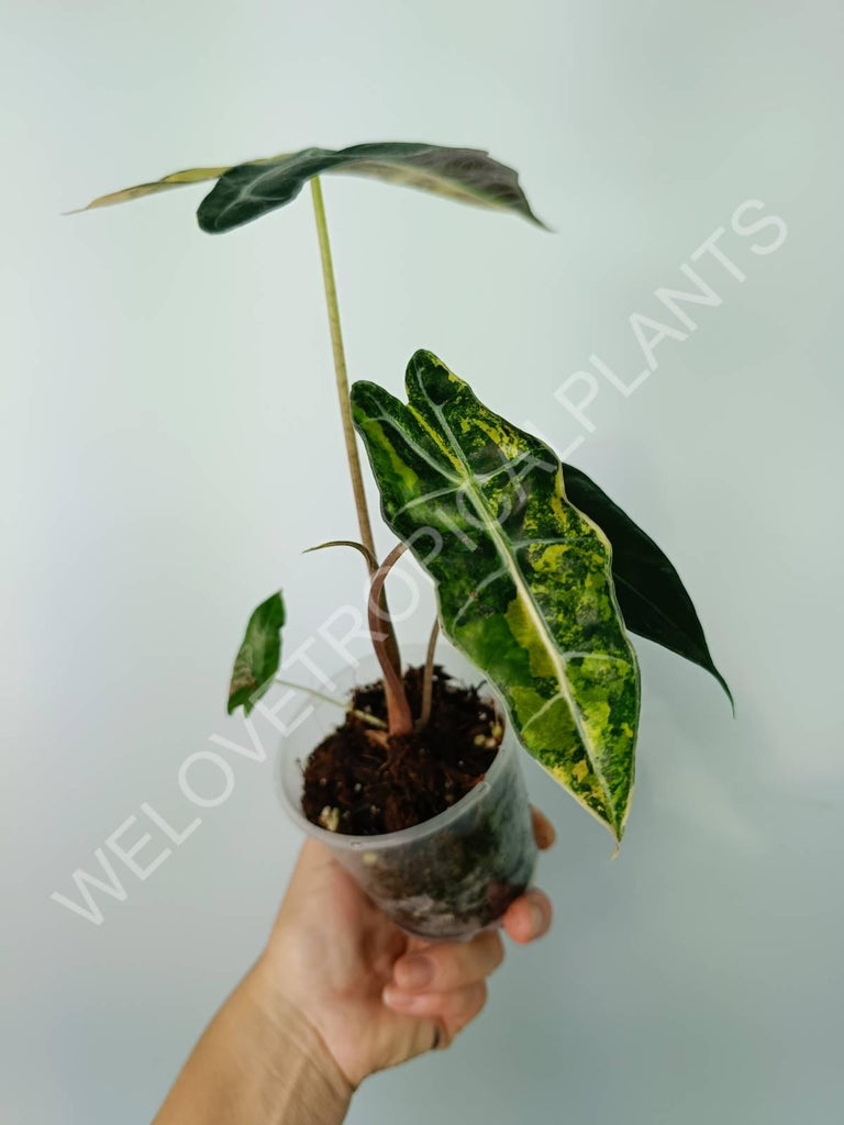 Alocasia amazonica variegata