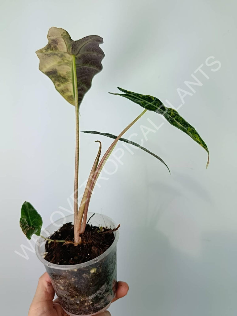 Alocasia amazonica variegata