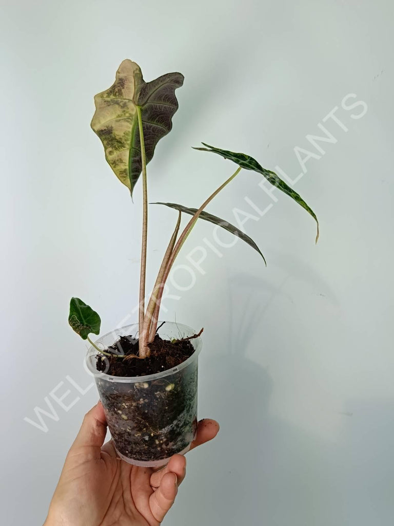 Alocasia amazonica variegata