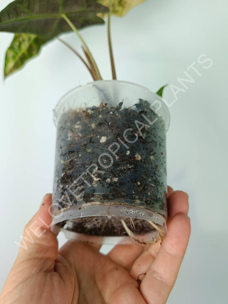 Alocasia amazonica variegata