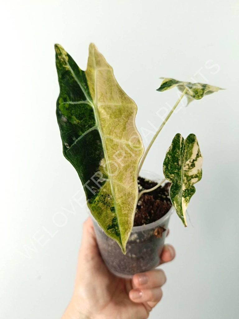 Alocasia amazonica variegata