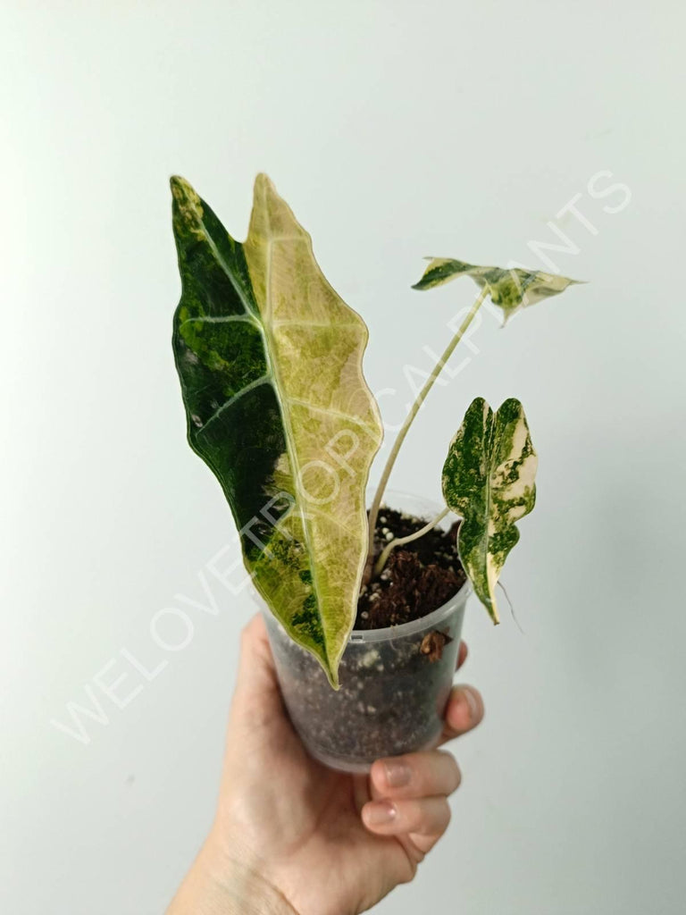 Alocasia amazonica variegata