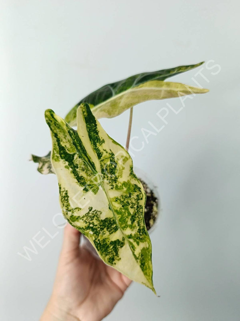 Alocasia amazonica variegata