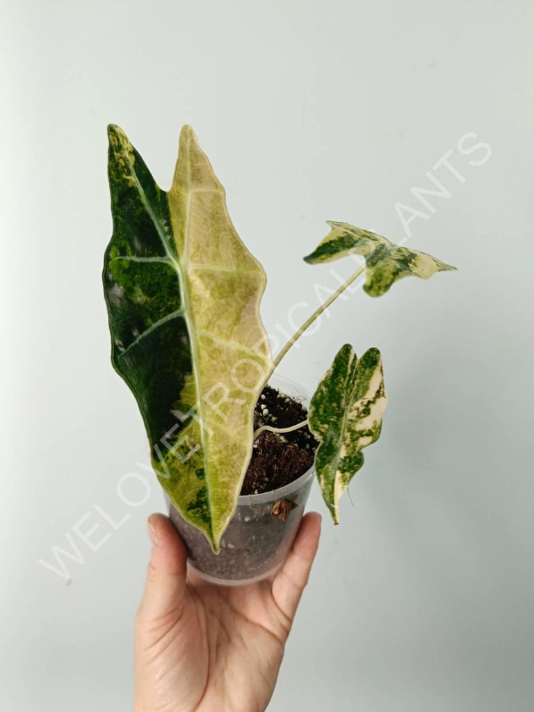 Alocasia amazonica variegata