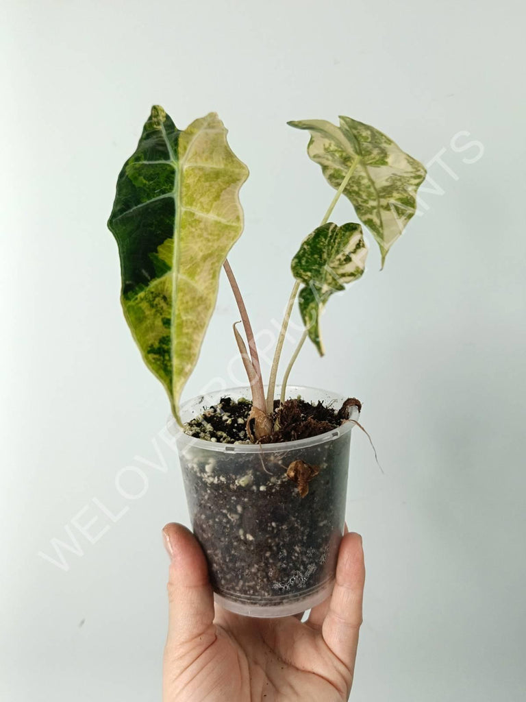 Alocasia amazonica variegata