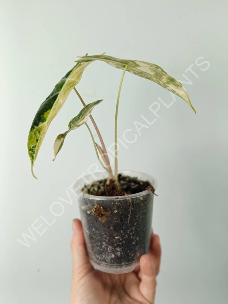 Alocasia amazonica variegata