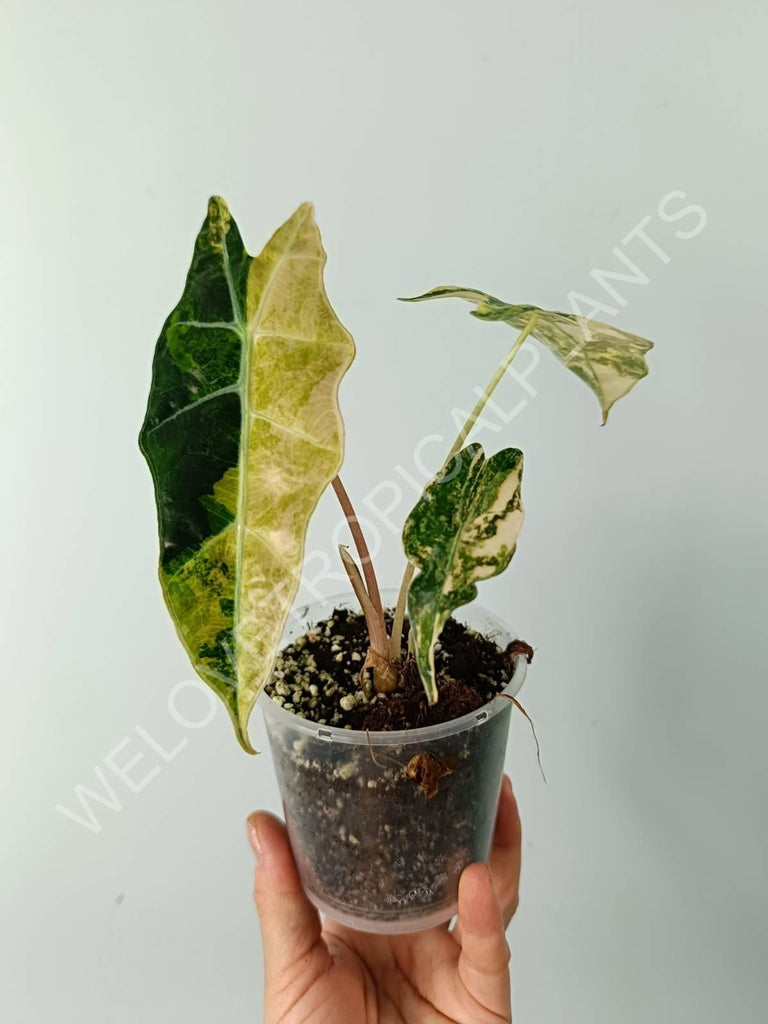 Alocasia amazonica variegata