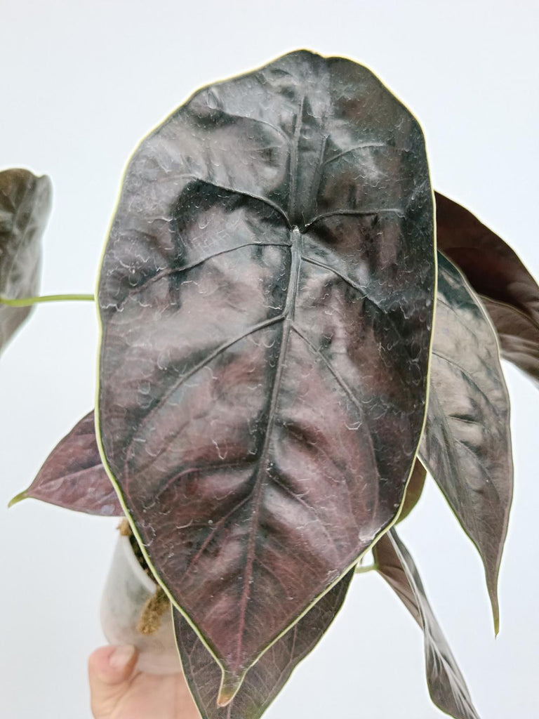 Alocasia azlanii