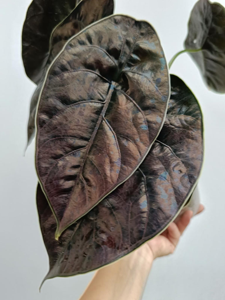 Alocasia azlanii