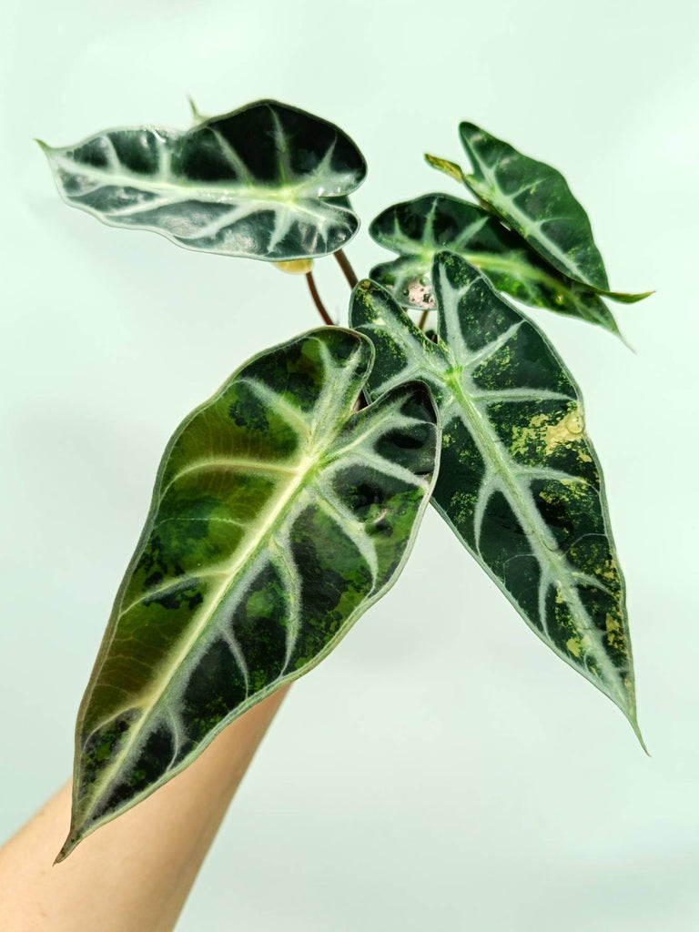 Alocasia bambino variegata aurea