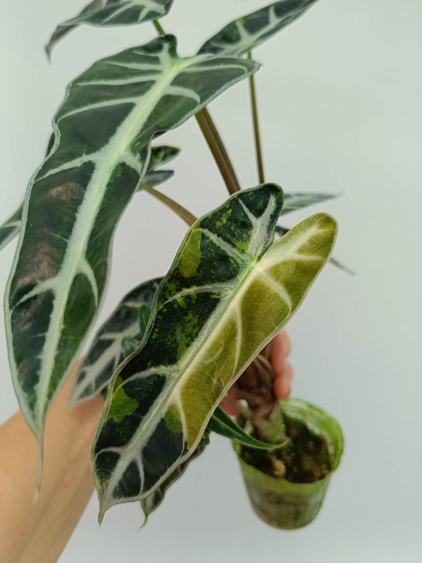 Alocasia Bambino Variegata Aurea