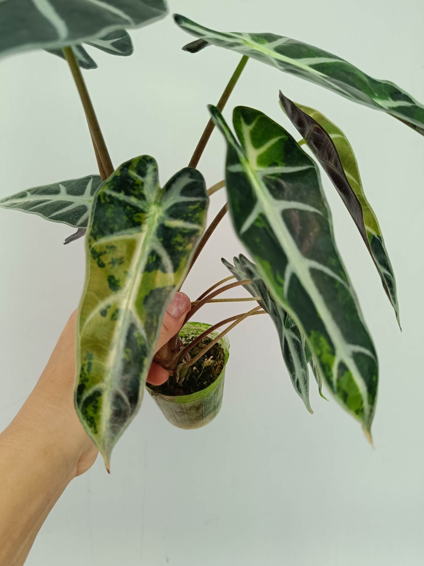 Alocasia Bambino Variegata Aurea