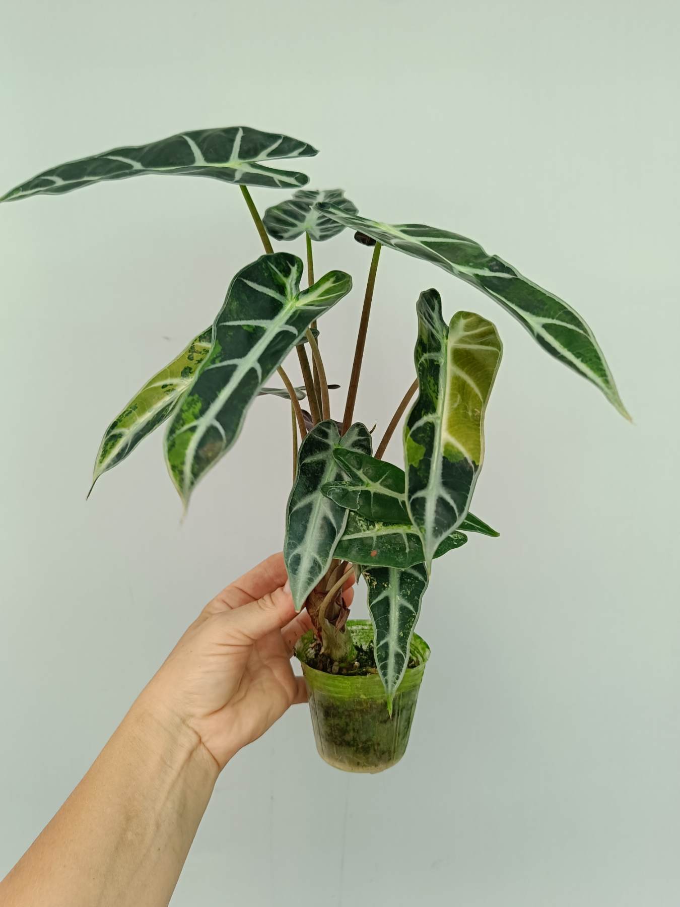 Alocasia Bambino Variegata Aurea