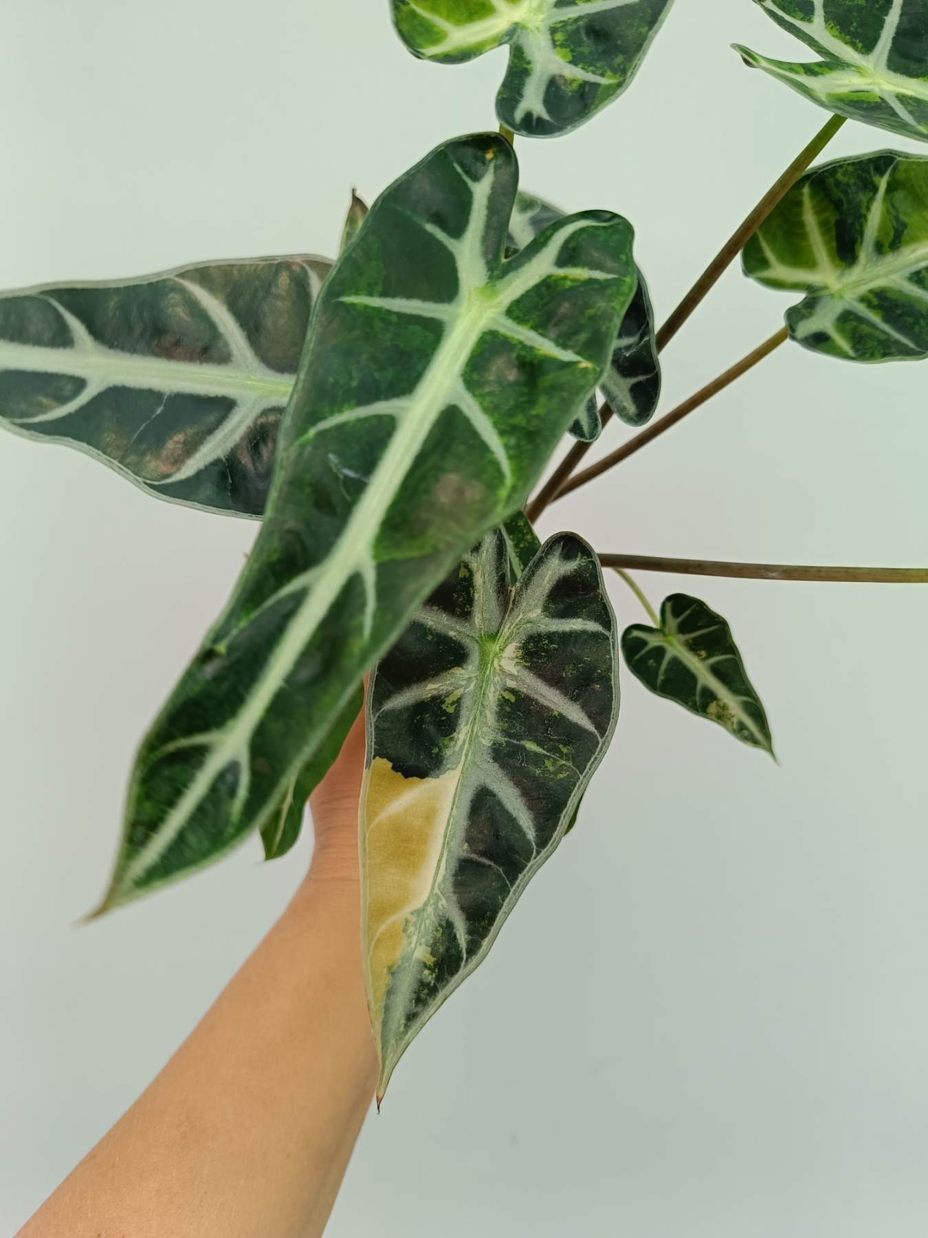 Alocasia Bambino Variegata Aurea