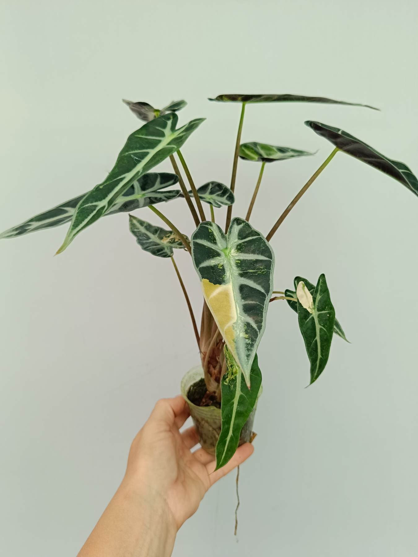 Alocasia Bambino Variegata Aurea