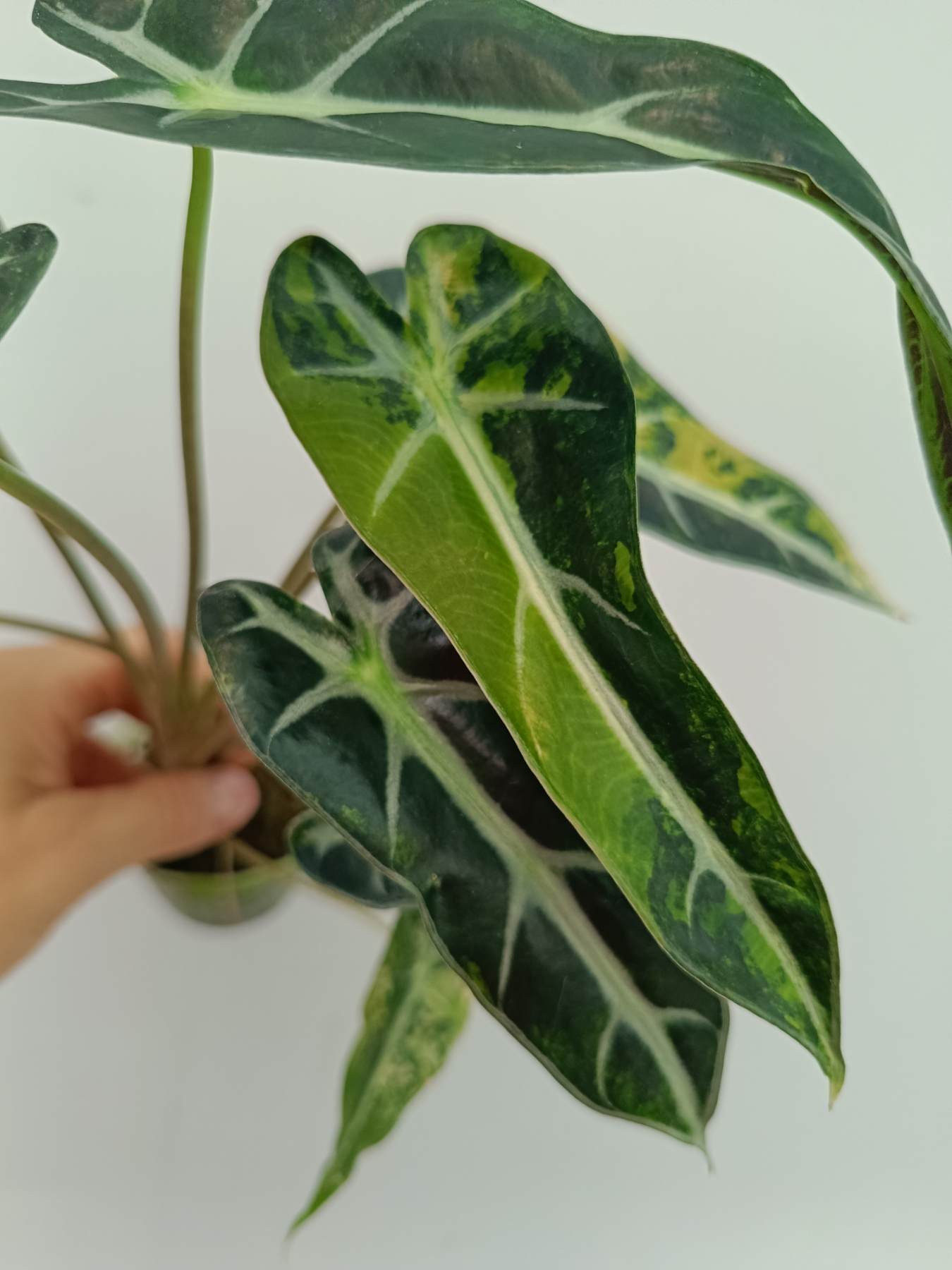 Alocasia Bambino Variegata Aurea